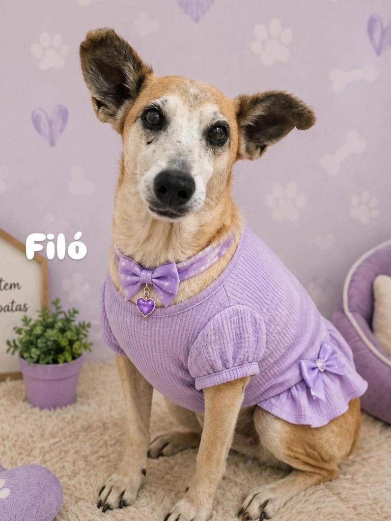 Idosinha, cachorro de porte pequeno para adoção em Belo Horizonte - MG