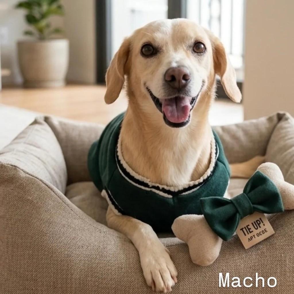 Pitoco, cachorro de porte pequeno para adoção em Belo Horizonte - MG