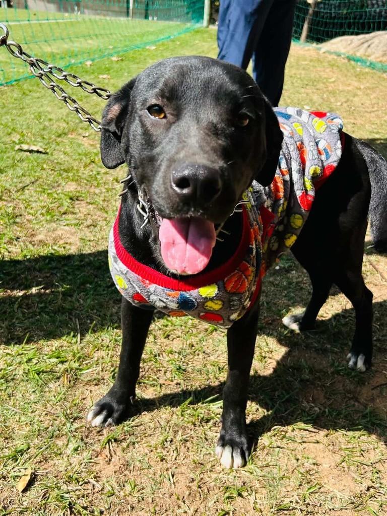 Filhotão, cachorro de porte médio para adoção em Belo Horizonte - MG