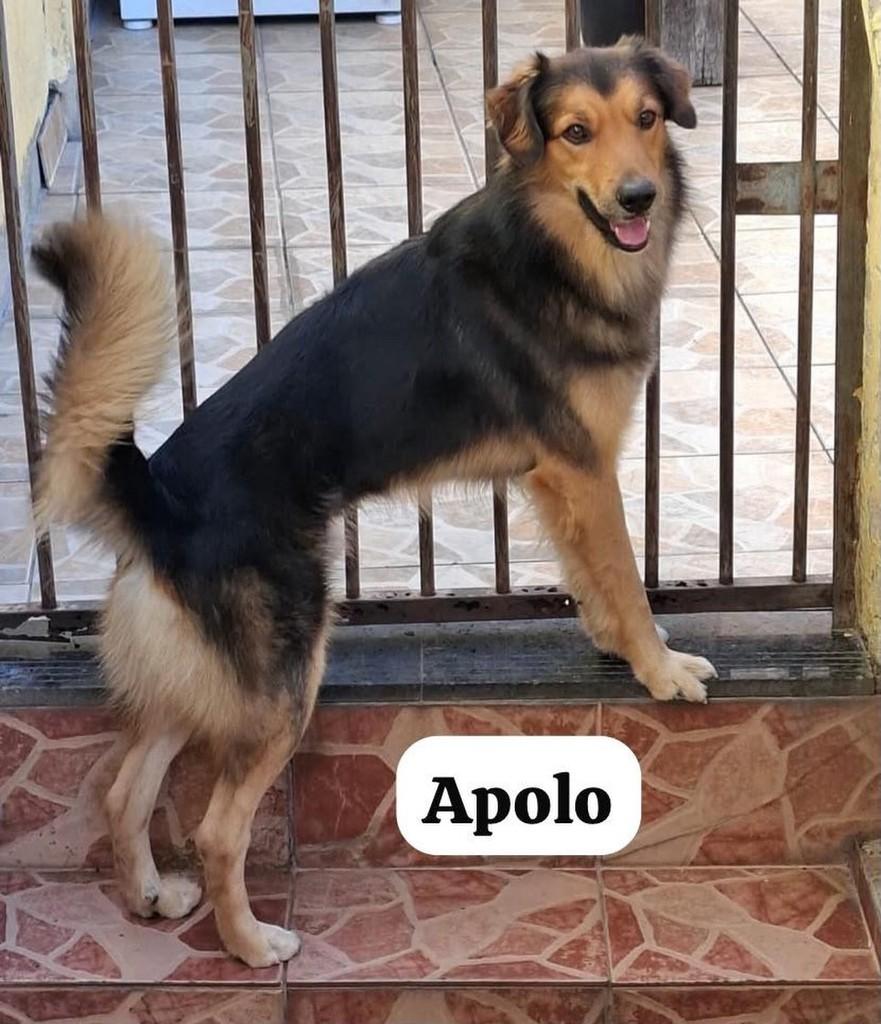 Apolo, cachorro de porte médio para adoção em Belo Horizonte - MG