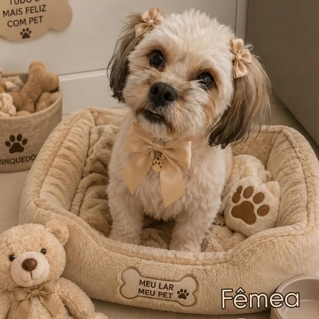Uma fofa linda, cachorro de porte pequeno para adoção em Belo Horizonte - MG