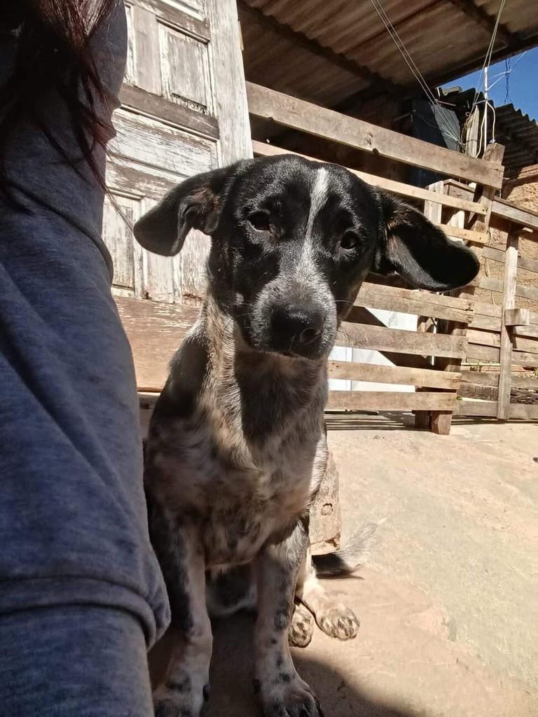 Teddy, cachorro de porte pequeno para adoção em Belo Horizonte - MG