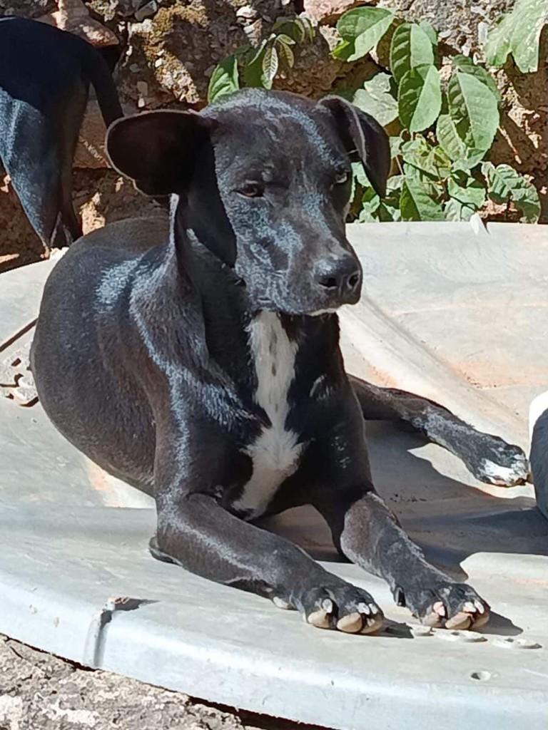 Dumbo, cachorro de porte pequeno para adoção em Belo Horizonte - MG