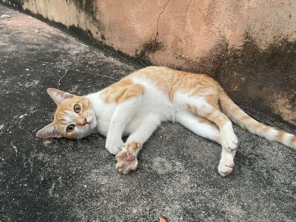 Guelinha, gato de porte médio para adoção em Belo Horizonte - MG