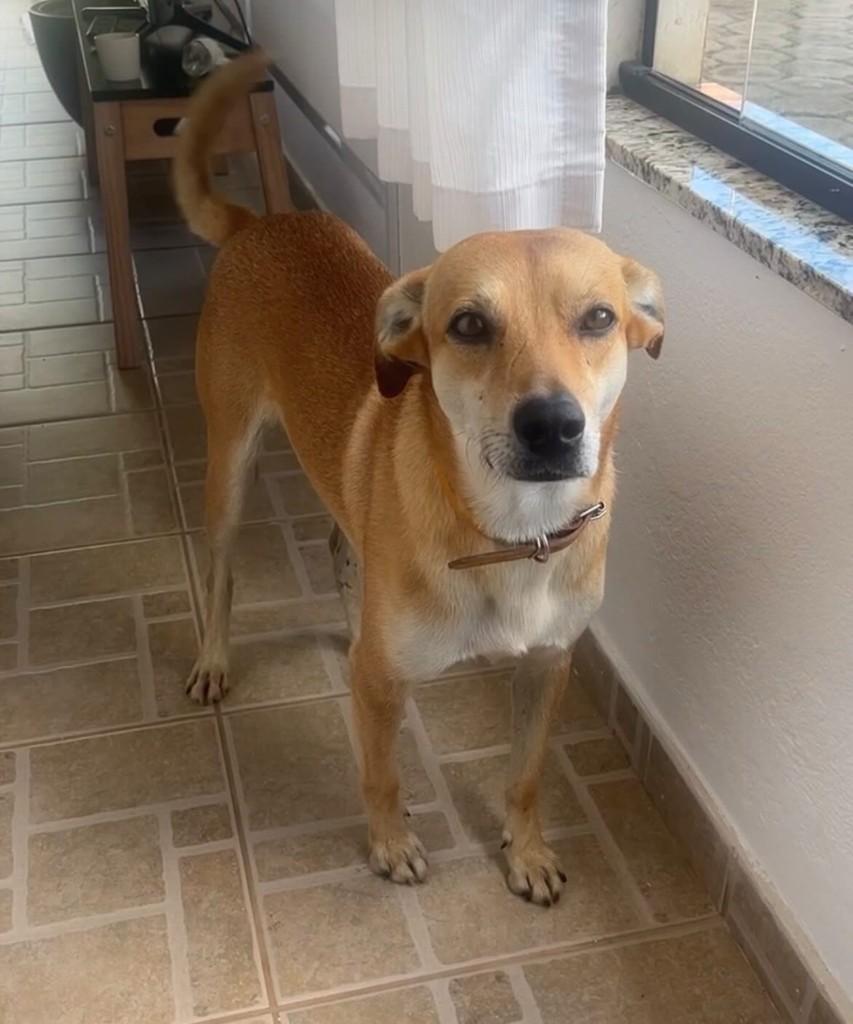 Alfredo, cachorro de porte médio para adoção em Belo Horizonte - MG
