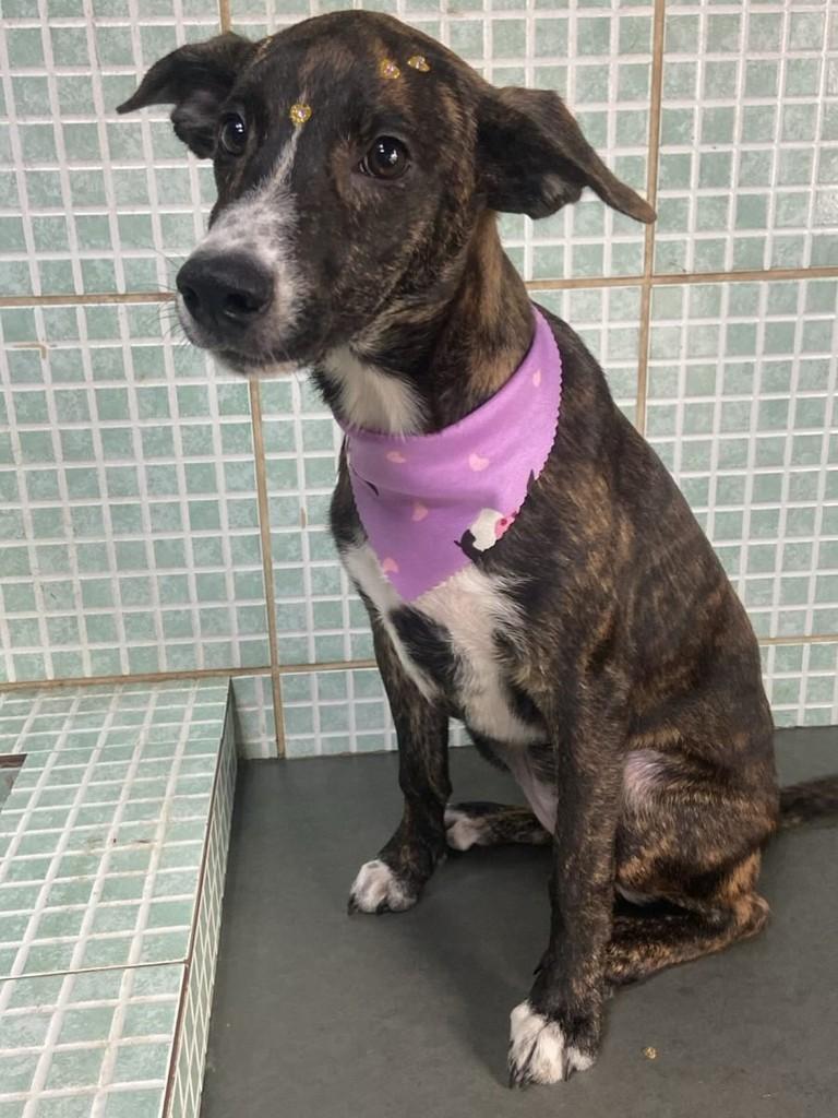 Pinga, cachorro de porte médio para adoção em Belo Horizonte - MG