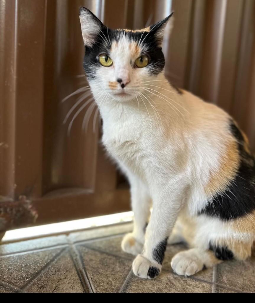 Amora, gata de porte médio para adoção em Belo Horizonte - MG