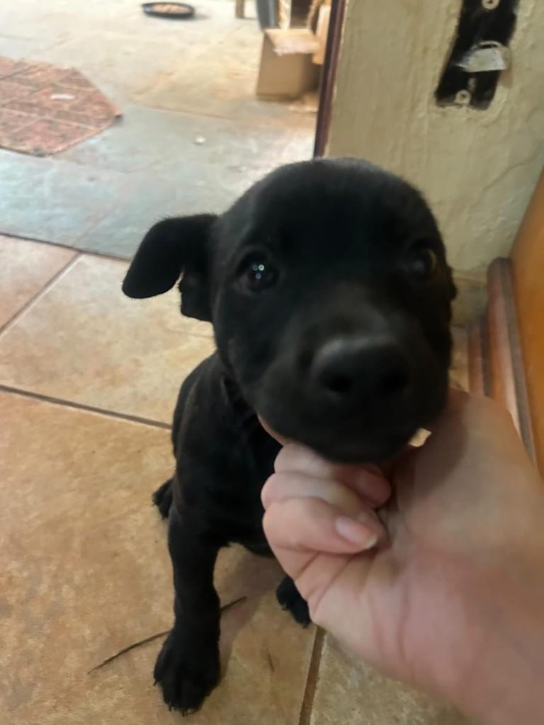 Pretinho, cachorro de porte pequeno para adoção em Belo Horizonte - MG