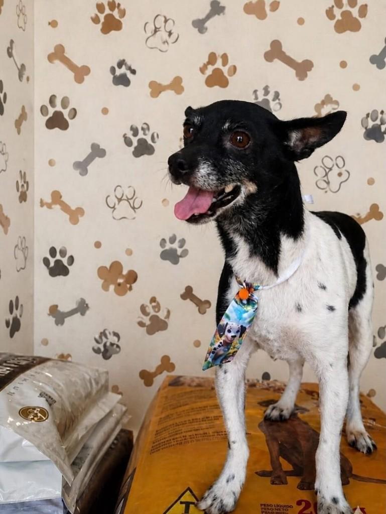 Bidu, cachorro de porte pequeno para adoção em Belo Horizonte - MG