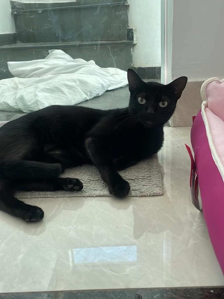 Banguela, gata de porte médio para adoção em Belo Horizonte - MG