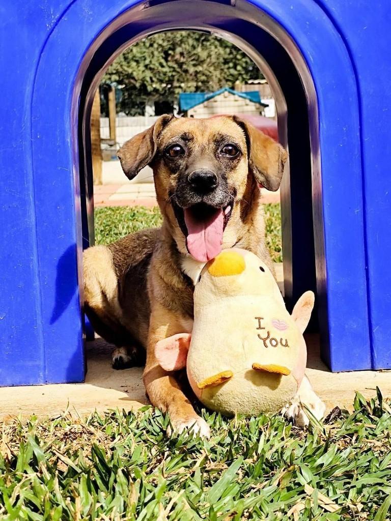 Melzinha, cachorro de porte médio para adoção em Belo Horizonte - MG