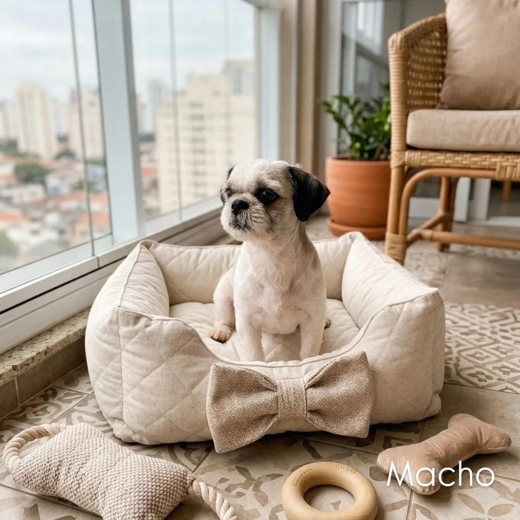 Fofucho Bochechudo, cachorro de porte pequeno para adoção em Belo Horizonte - MG