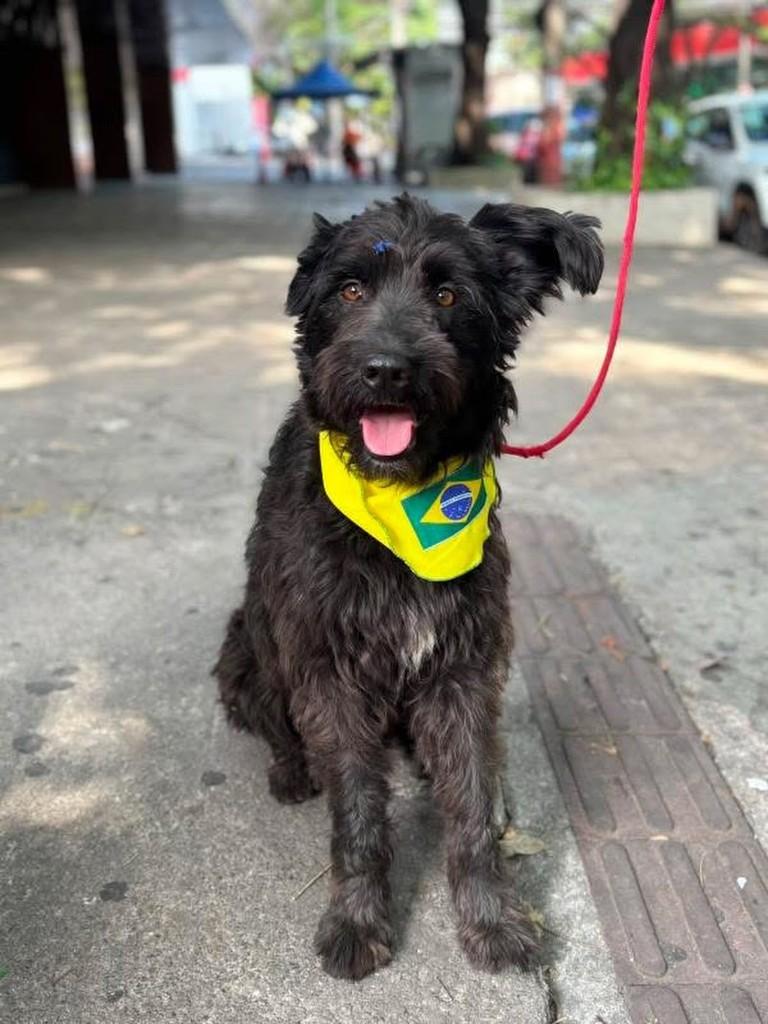Van Gogh, cachorro de porte médio para adoção em Belo Horizonte - MG
