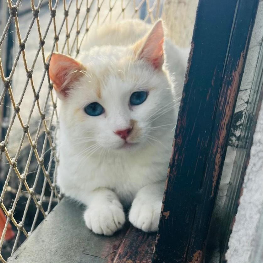 Graviola, gata de porte pequeno para adoção em Belo Horizonte - MG