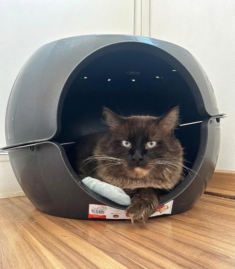 Michel, gato de porte médio para adoção em Belo Horizonte - MG