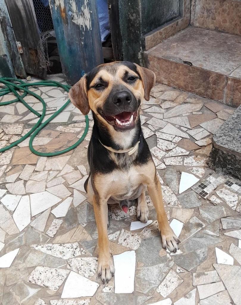 Bituca, cachorro de porte médio para adoção em Belo Horizonte - MG