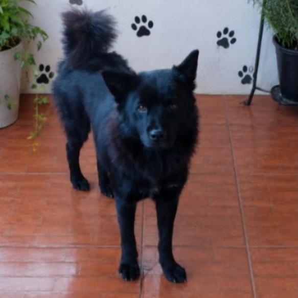 Luna, cadela de porte médio para adoção em Belo Horizonte - MG