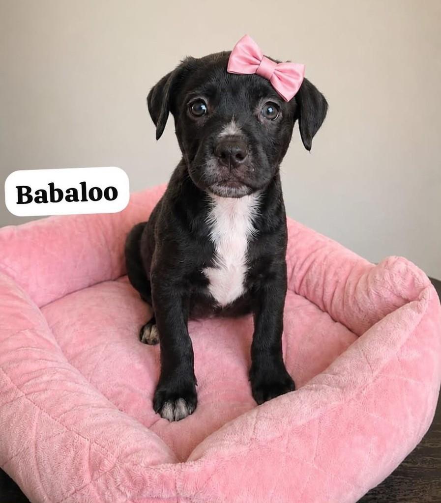 Babaloo, cachorro de porte médio para adoção em Belo Horizonte - MG