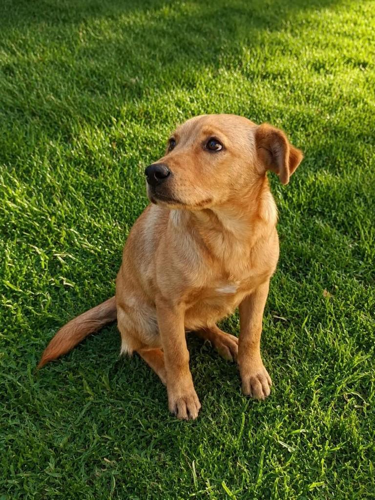 Leona, cachorro de porte médio para adoção em Belo Horizonte - MG