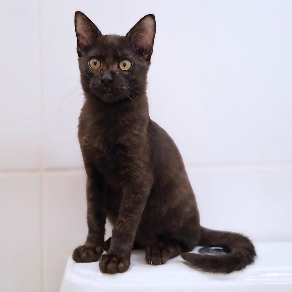Salém, gato de porte pequeno para adoção em Belo Horizonte - MG
