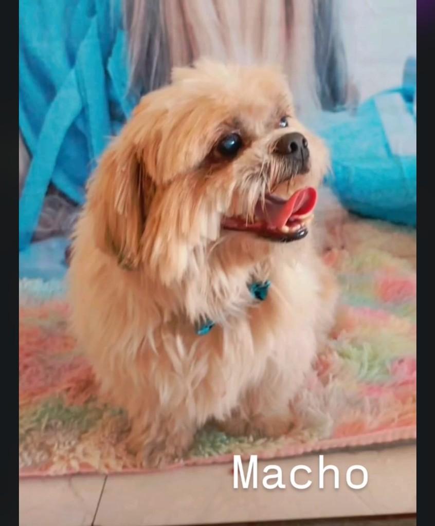 Toby, cachorro de porte pequeno para adoção em Belo Horizonte - MG