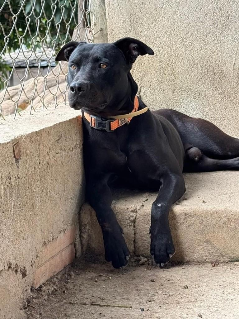Dogão, cachorro de porte grande para adoção em Belo Horizonte - MG