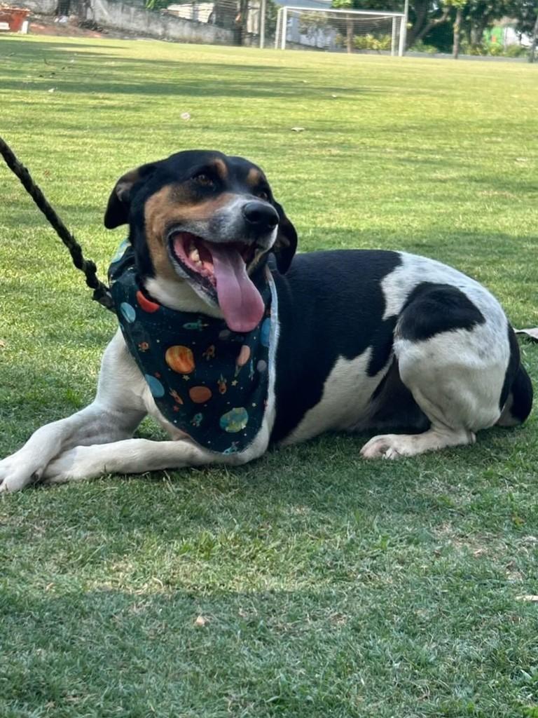 Lucky, cachorro de porte médio para adoção em Belo Horizonte - MG