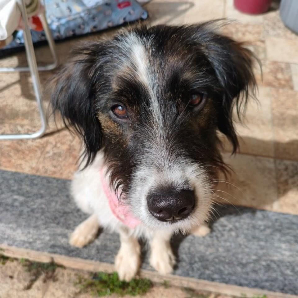 Rita, cachorro de porte pequeno para adoção em Belo Horizonte - MG
