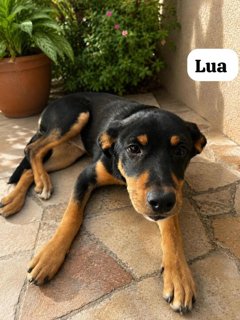 Lua, cadela de porte médio para adoção em Belo Horizonte - MG