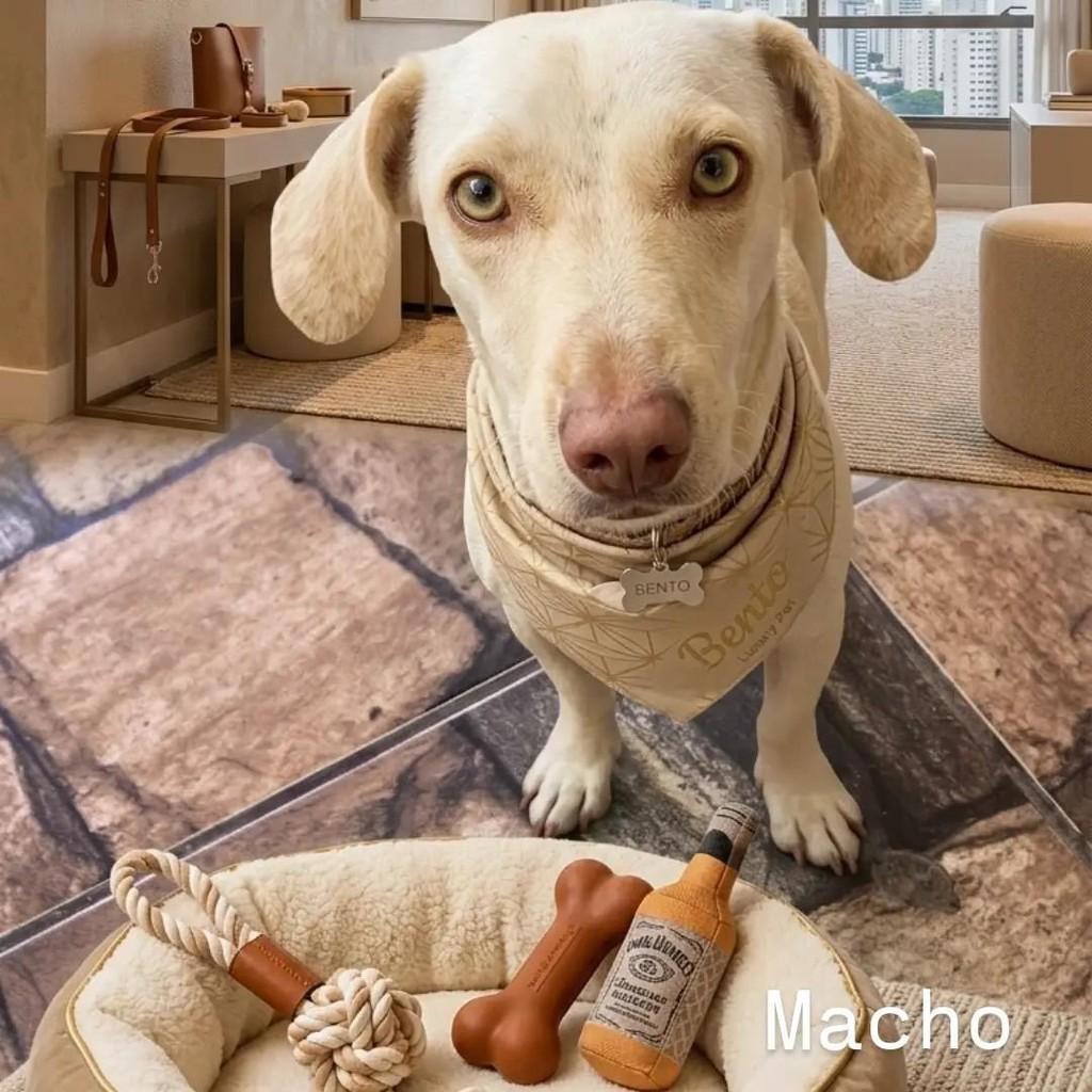 Doguinho, cachorro de porte médio para adoção em Belo Horizonte - MG