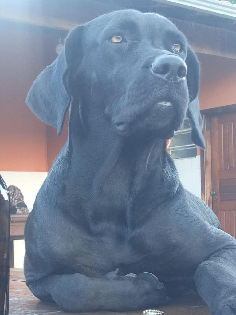 Marley, cachorro de porte grande para adoção em Belo Horizonte - MG