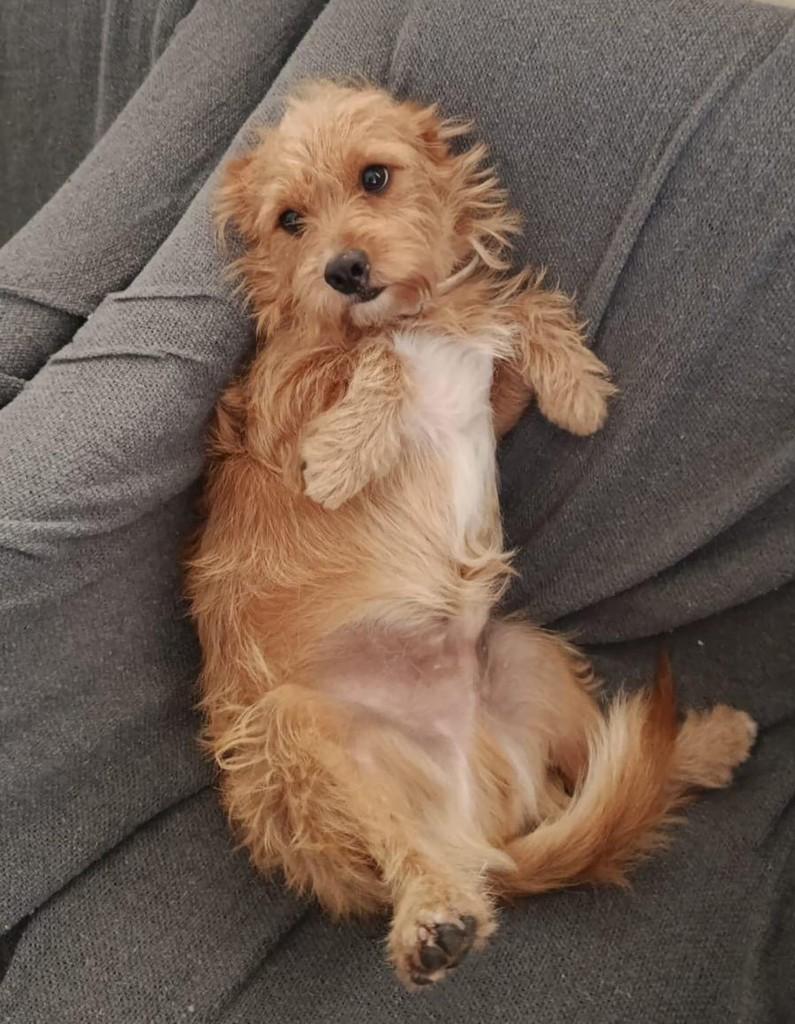 Nero, cachorro de porte pequeno para adoção em Belo Horizonte - MG
