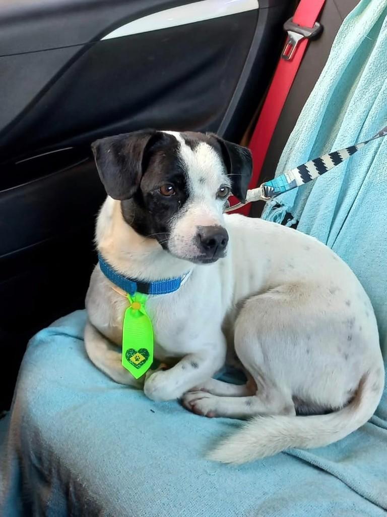 Téo, cachorro de porte pequeno para adoção em Contagem - MG