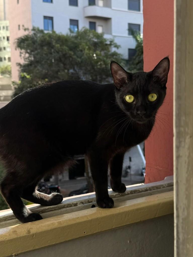 Elvira, gata para adoção em Belo Horizonte - MG