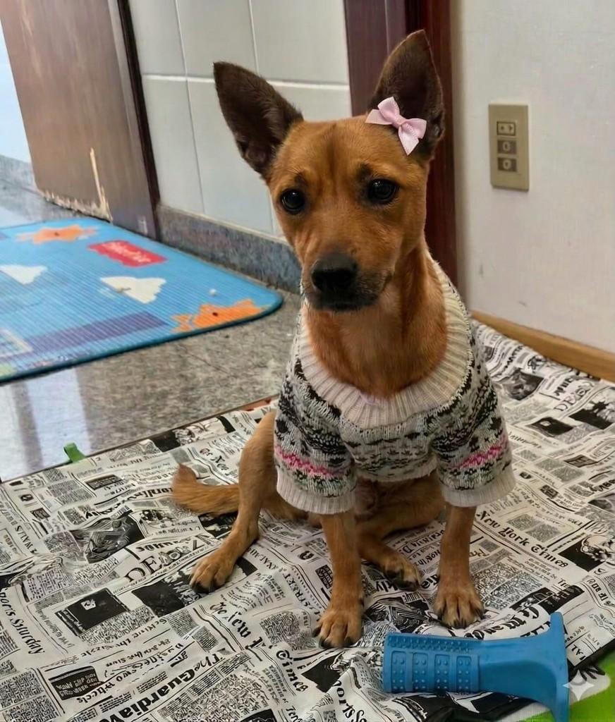 Mel, cadela de porte pequeno para adoção em Belo Horizonte - MG