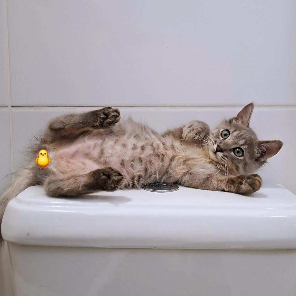 Levi, gato para adoção em Belo Horizonte - MG