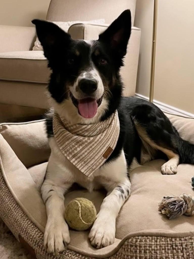 Bordier Collie, cadela de porte médio para adoção em Belo Horizonte - MG