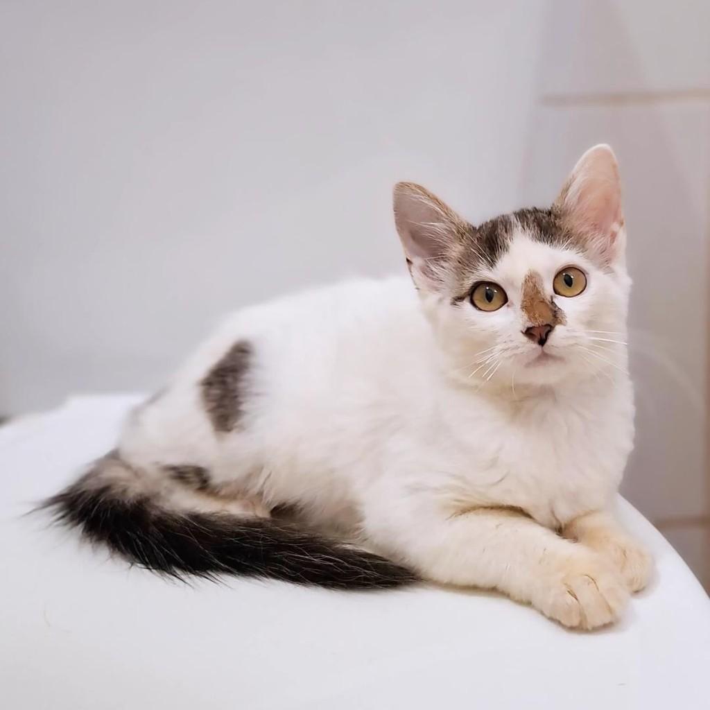 Mel, gata de porte pequeno para adoção em Belo Horizonte - MG