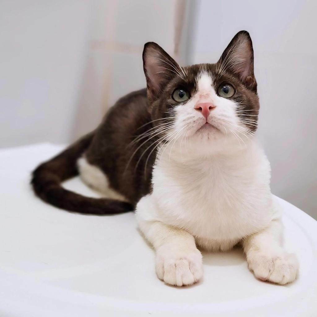 Fiuk, gato de porte pequeno para adoção em Belo Horizonte - MG