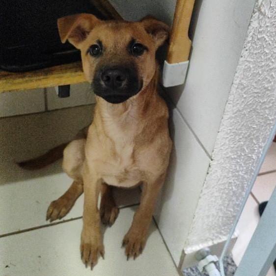 Zeca, cachorro de porte pequeno para adoção em Belo Horizonte - MG