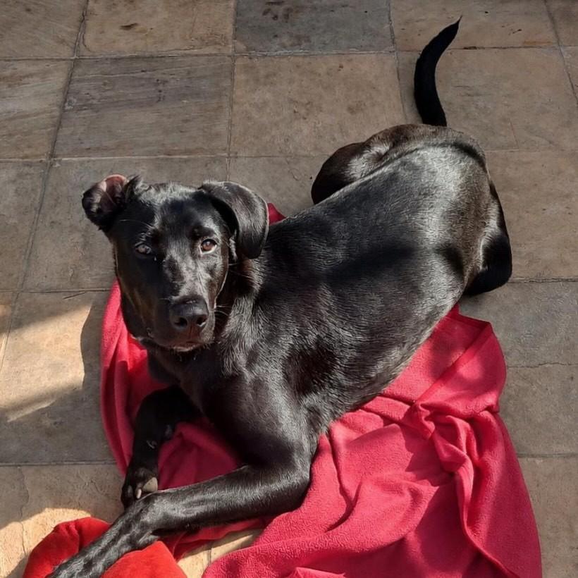 Nenenzão, cachorro de porte grande para adoção em Belo Horizonte - MG
