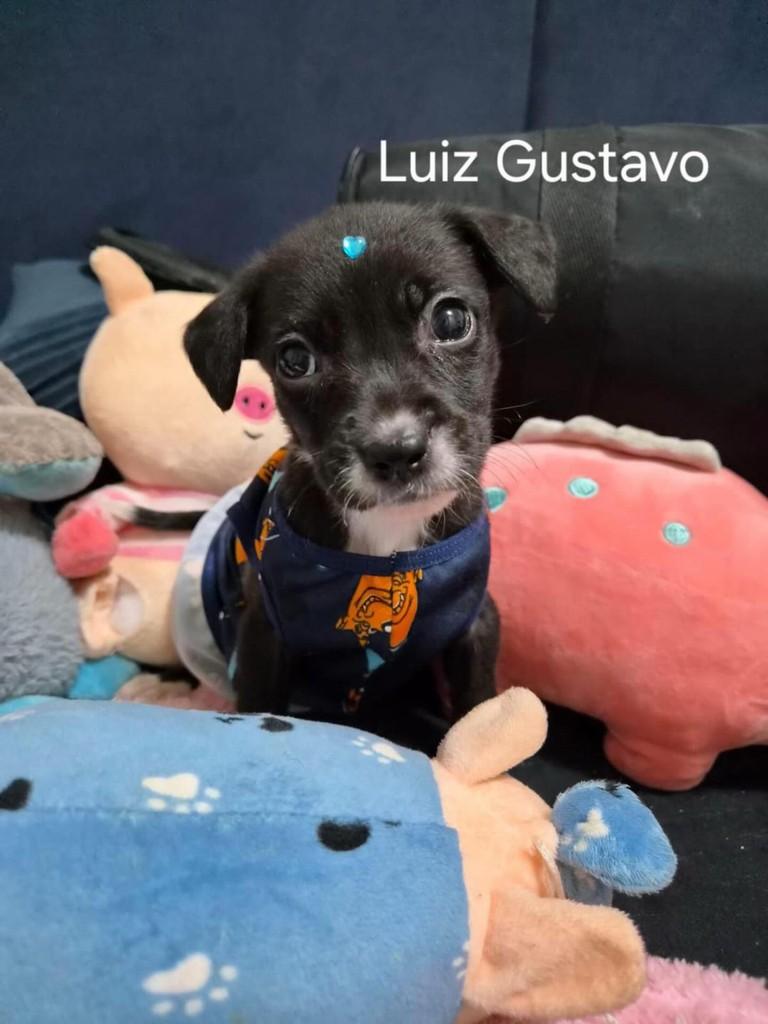 Luiz Gustavo, cachorro de porte pequeno para adoção em Belo Horizonte - MG
