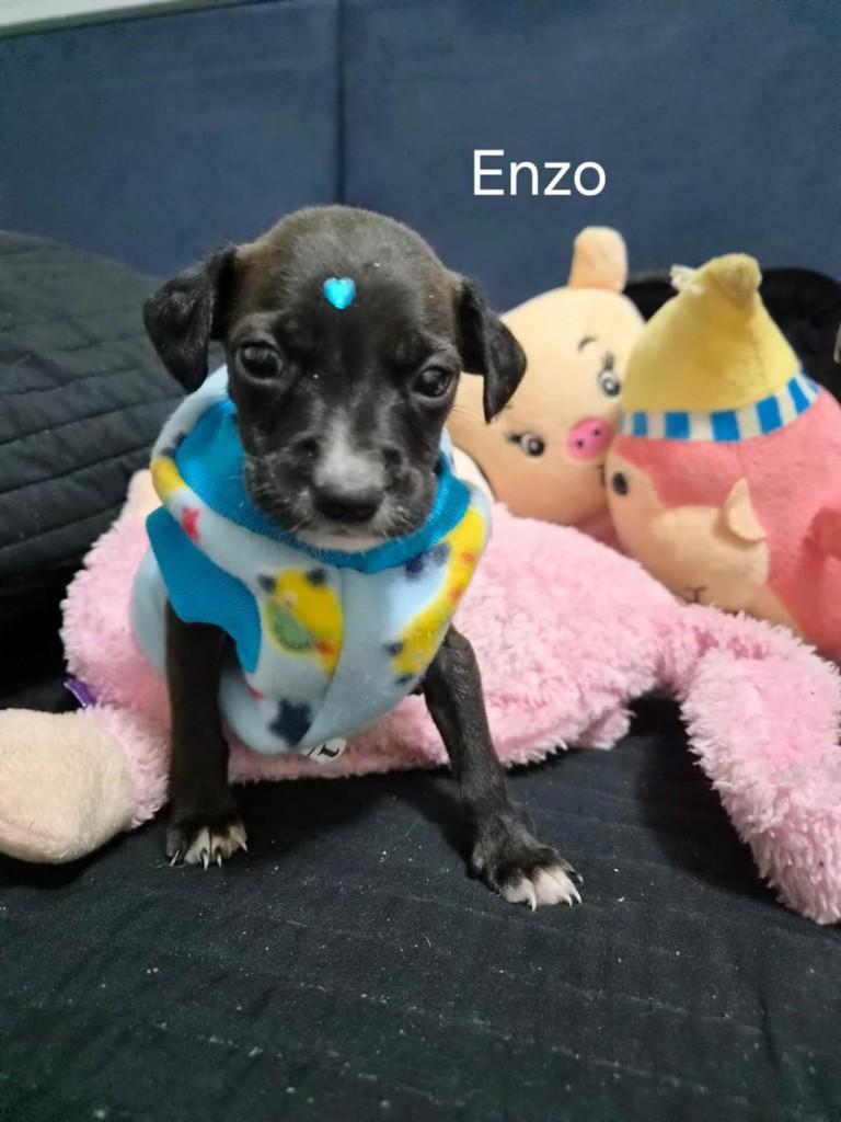 Enzo, cachorro de porte pequeno para adoção em Belo Horizonte - MG