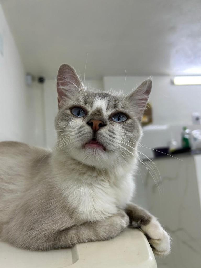 Mimi, gata de porte médio para adoção em Belo Horizonte - MG