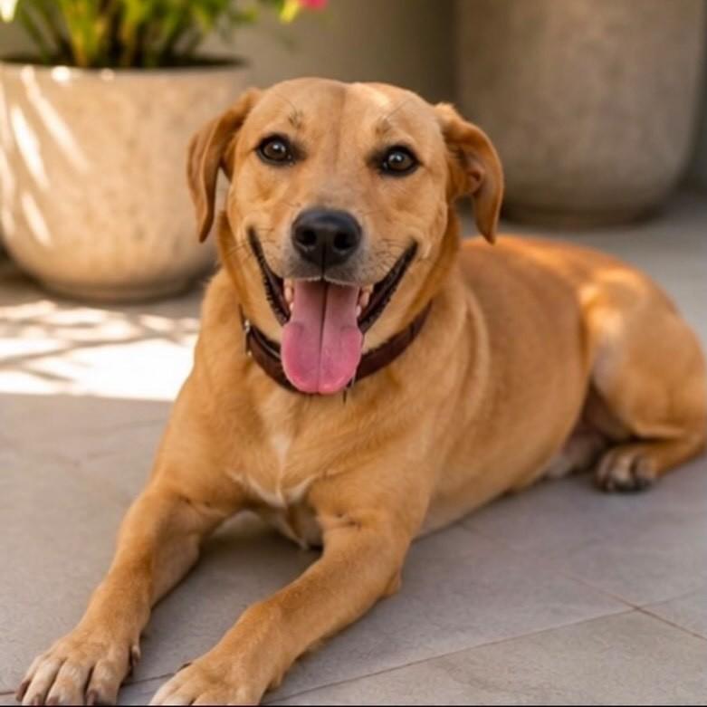 Mestiço de Labrador, cachorro de porte médio para adoção em Belo Horizonte - MG