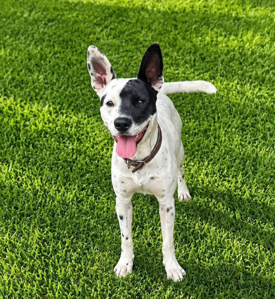 Pirata, cachorro de porte médio para adoção em Belo Horizonte - MG