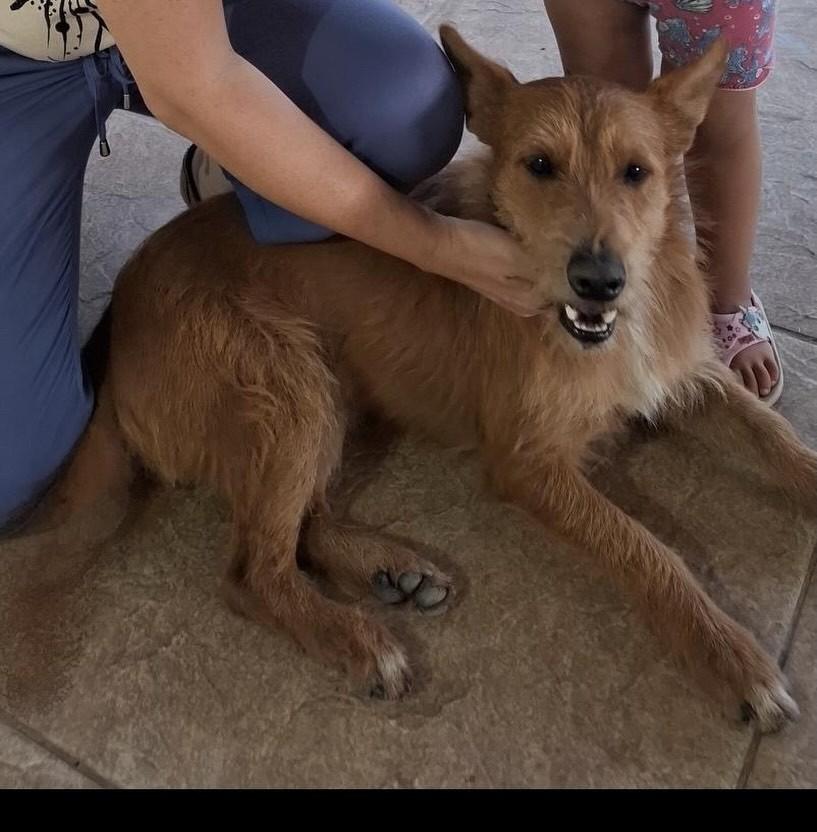 Dudu, cachorro de porte médio para adoção em Belo Horizonte - MG