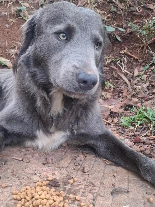 Elvis, cachorro de porte médio para adoção em Belo Horizonte - MG