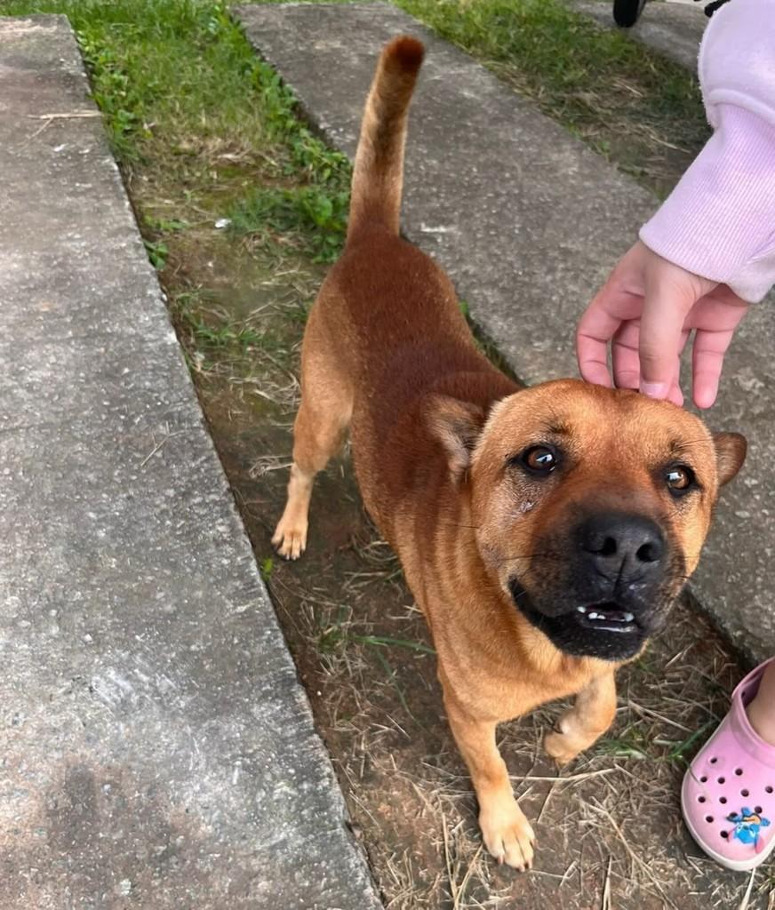 Romeu, cachorro de porte pequeno para adoção em Belo Horizonte - MG