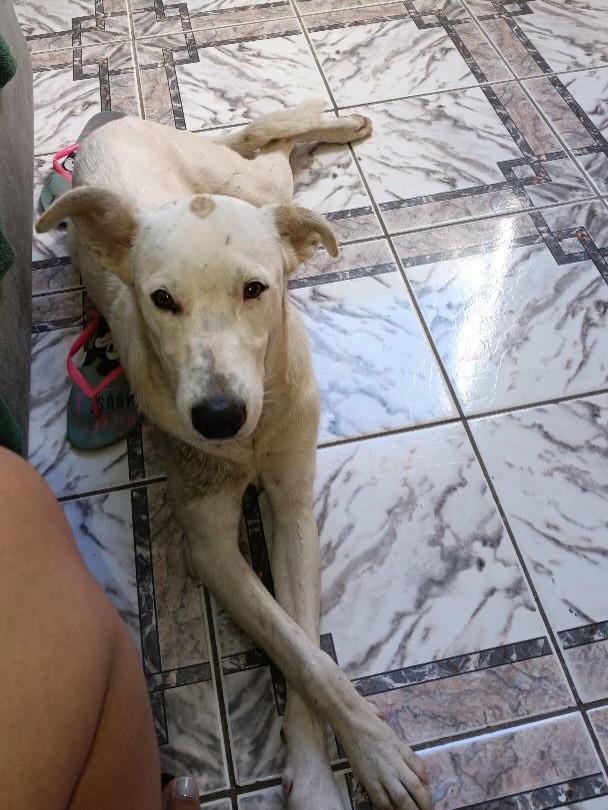 Getúlio, cachorro de porte médio para adoção em Belo Horizonte - MG